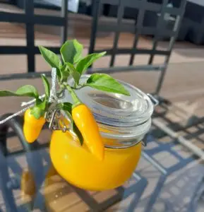 whatsapp image 2026 02 20 at 09.08.24